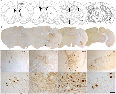 Modeling Parkinson’s Disease With the Alpha-Synuclein Protein